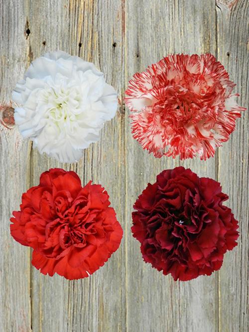 CHISTMAS PACK  ASSORTED COLOR CARNATIONS